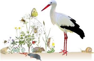 Der_Weissstorch_ in_seiner_Umwelt.jpg